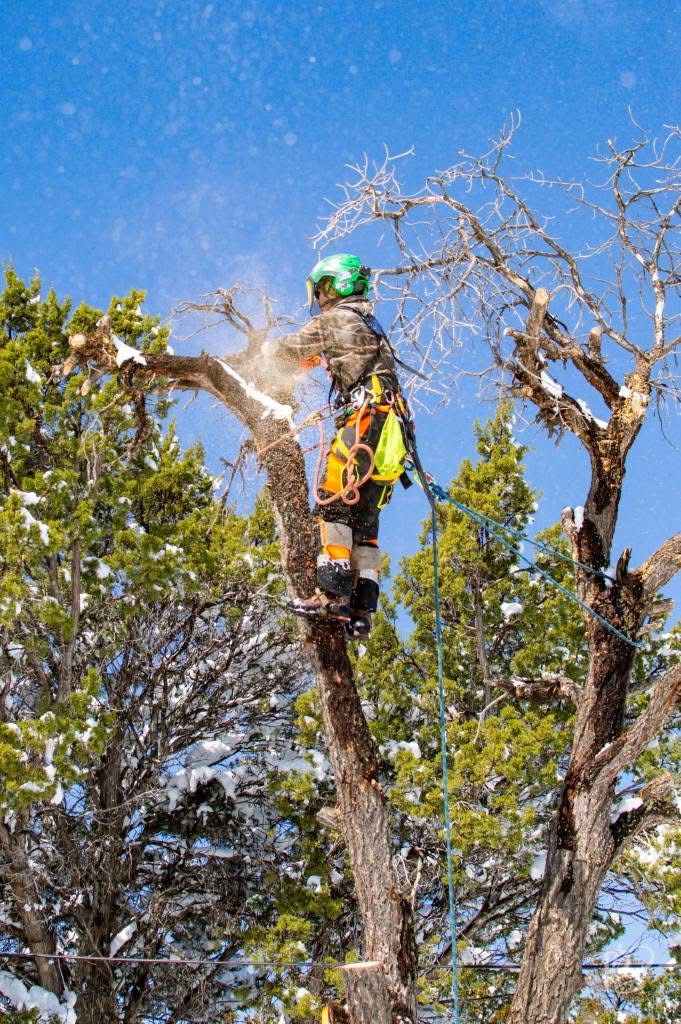 Snowy juniper pruning
