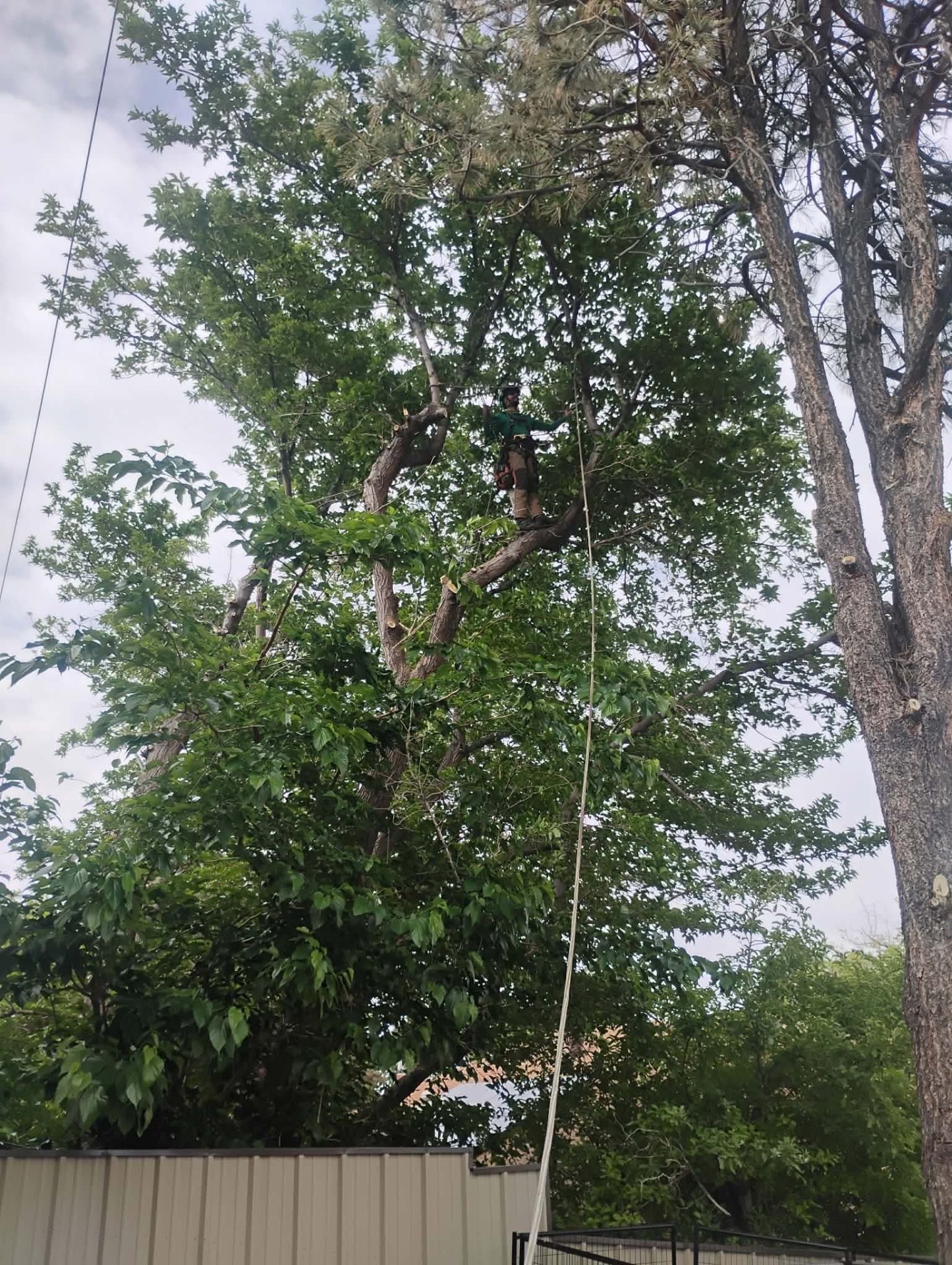 Mature shade tree pruning