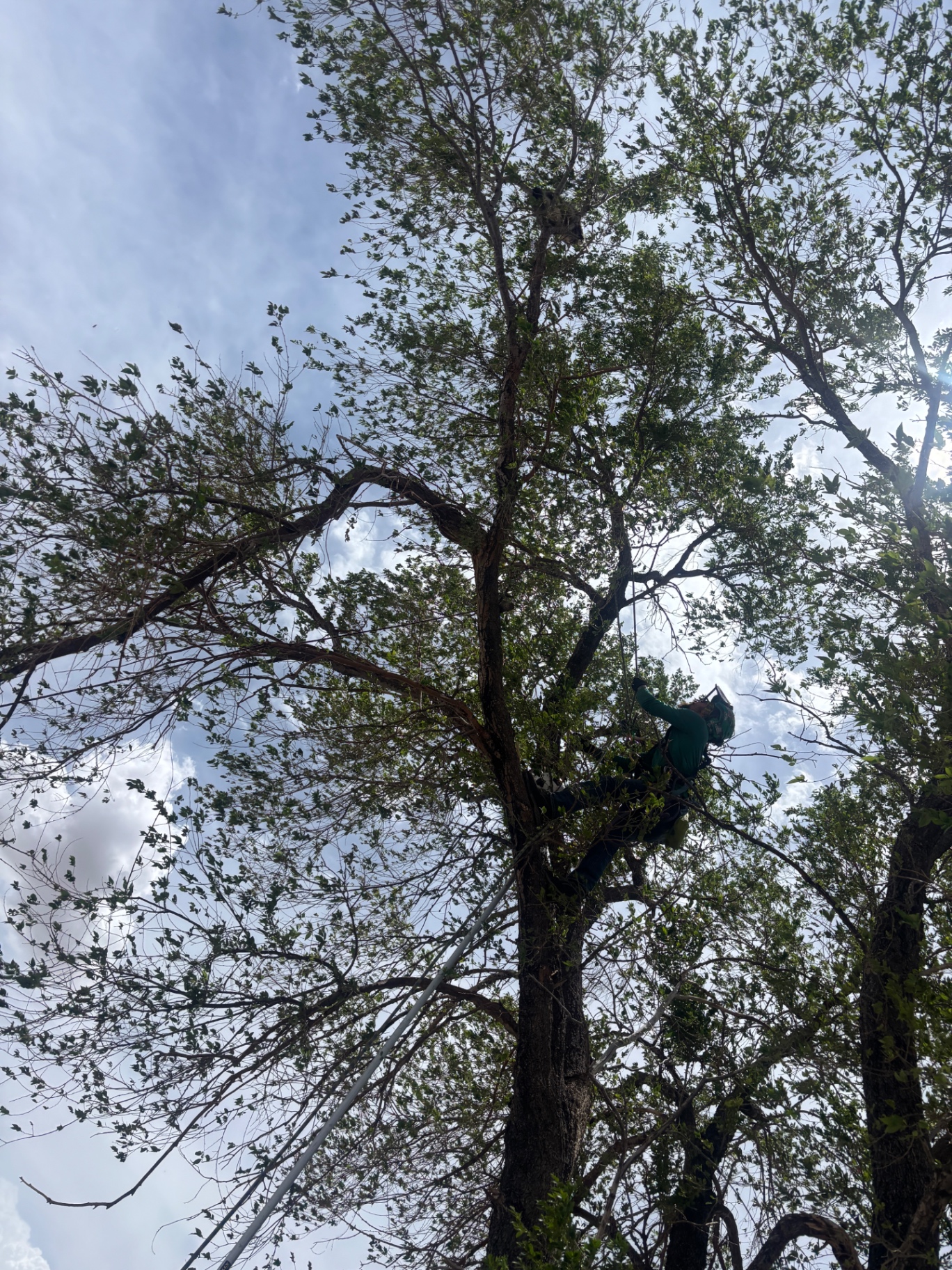 Cottonwood climb — Central NM
