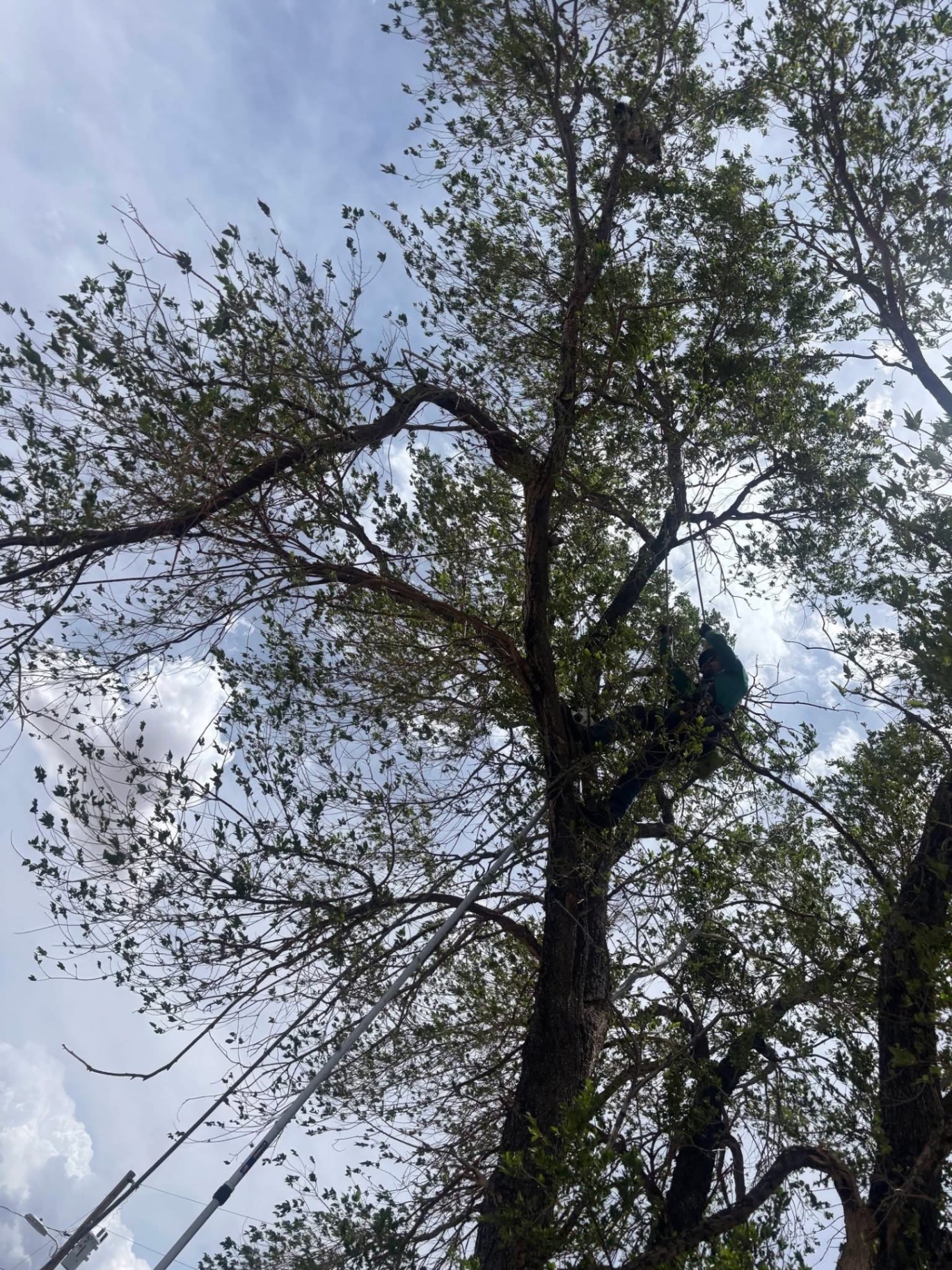 Cottonwood canopy work