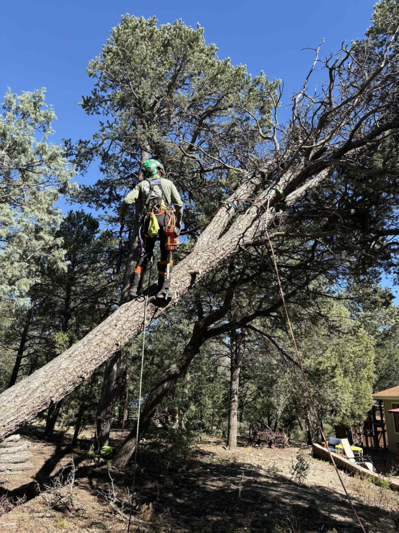 Fallen ponderosa cleanup