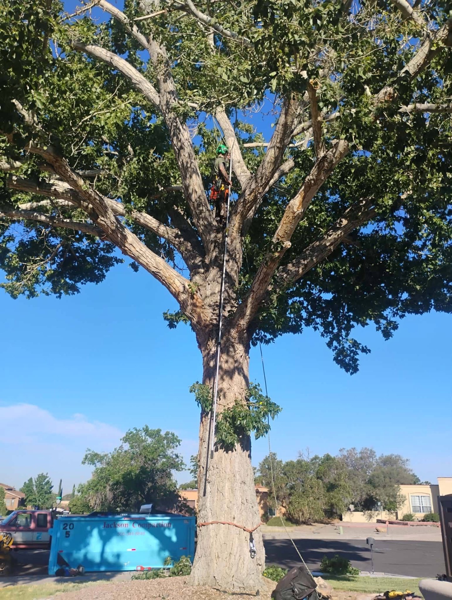 Large cottonwood pruning