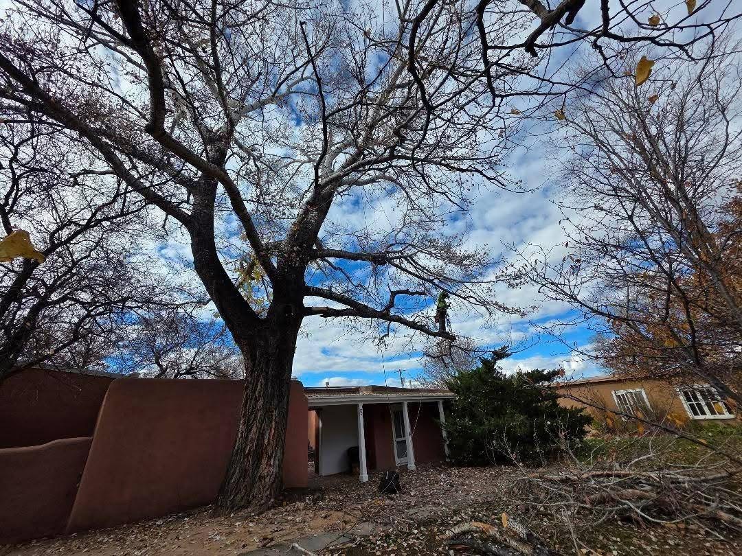 Winter cottonwood work