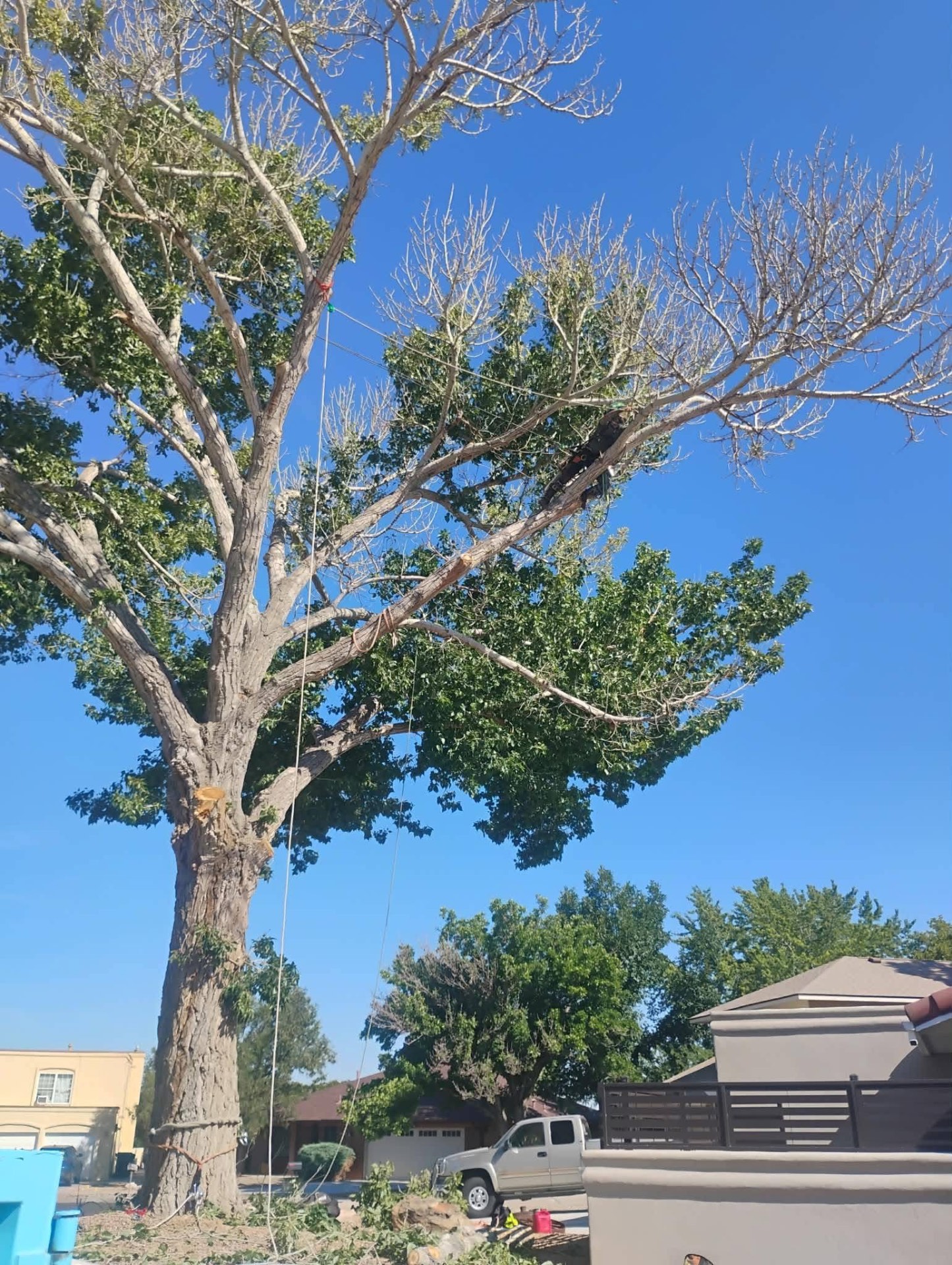 Dead limb removal