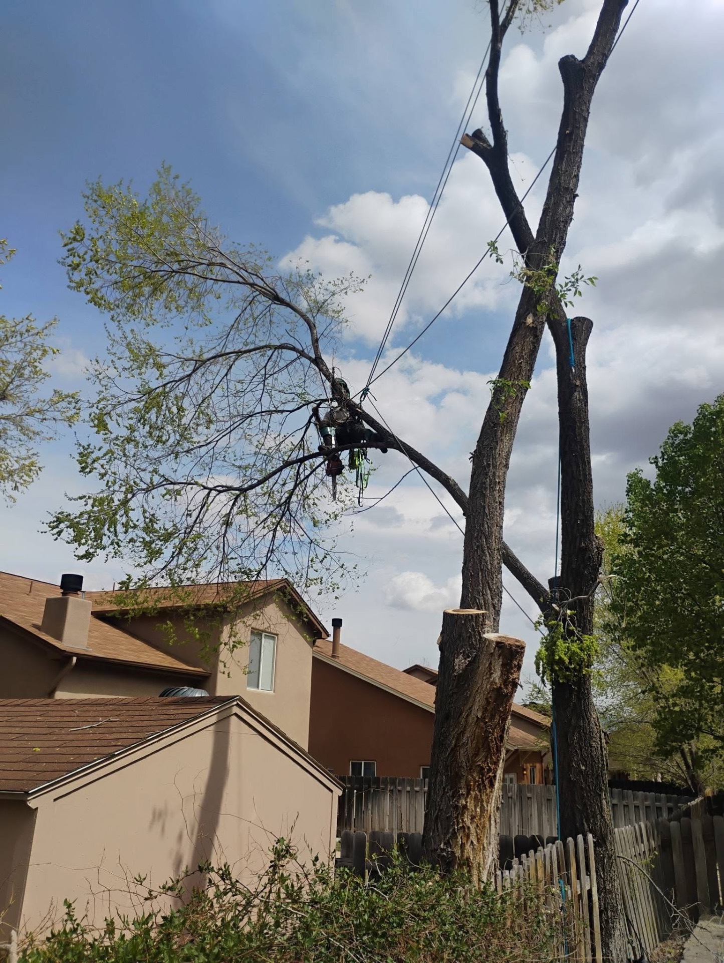 Removal near power lines