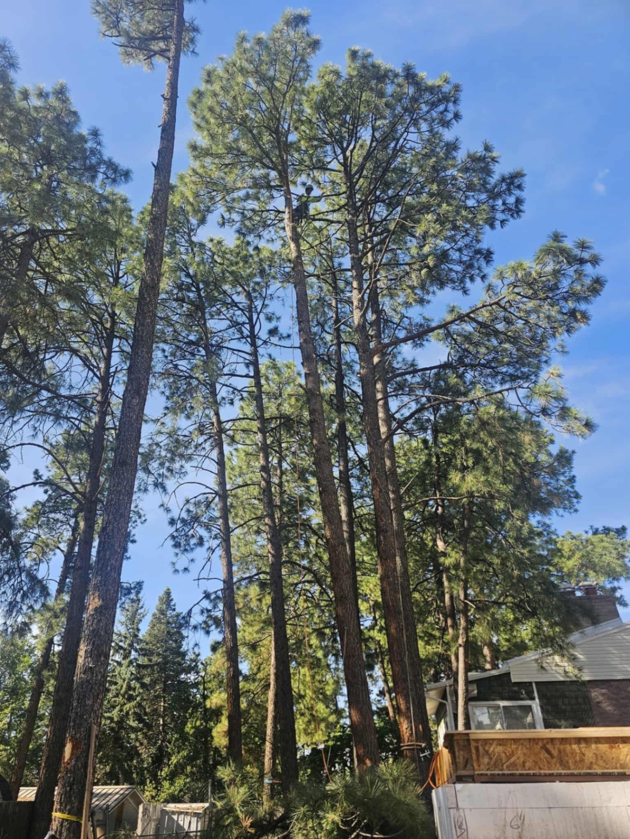 Tall ponderosa pine climb